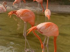 -大连老虎滩海洋公园