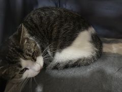 -中农国际动物医院24小时·猫科·骨科·急重症中心