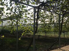 -白鹿原葡萄主题公园