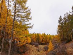 -塞罕坝国家级自然保护区