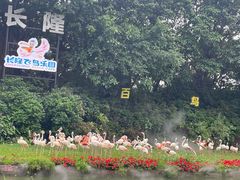 -广州长隆飞鸟乐园