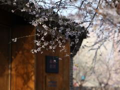 -春风习习