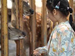 -北京鹿世界主题园