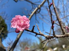 -梅花山(明孝陵内)