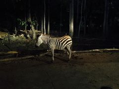 -清迈夜间动物园