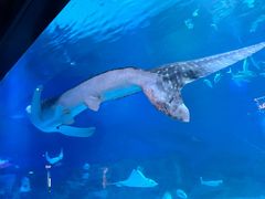 -烟台海昌鲸鲨海洋公园