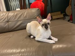 -瑞鹏宠物医院犬猫全科(真大分院)