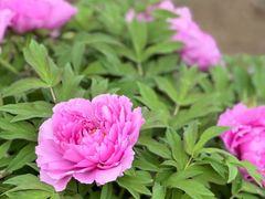-莲花池公园