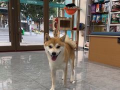 -安安宠医·臻爱宠物医院·宠保定点(营门口路分院)