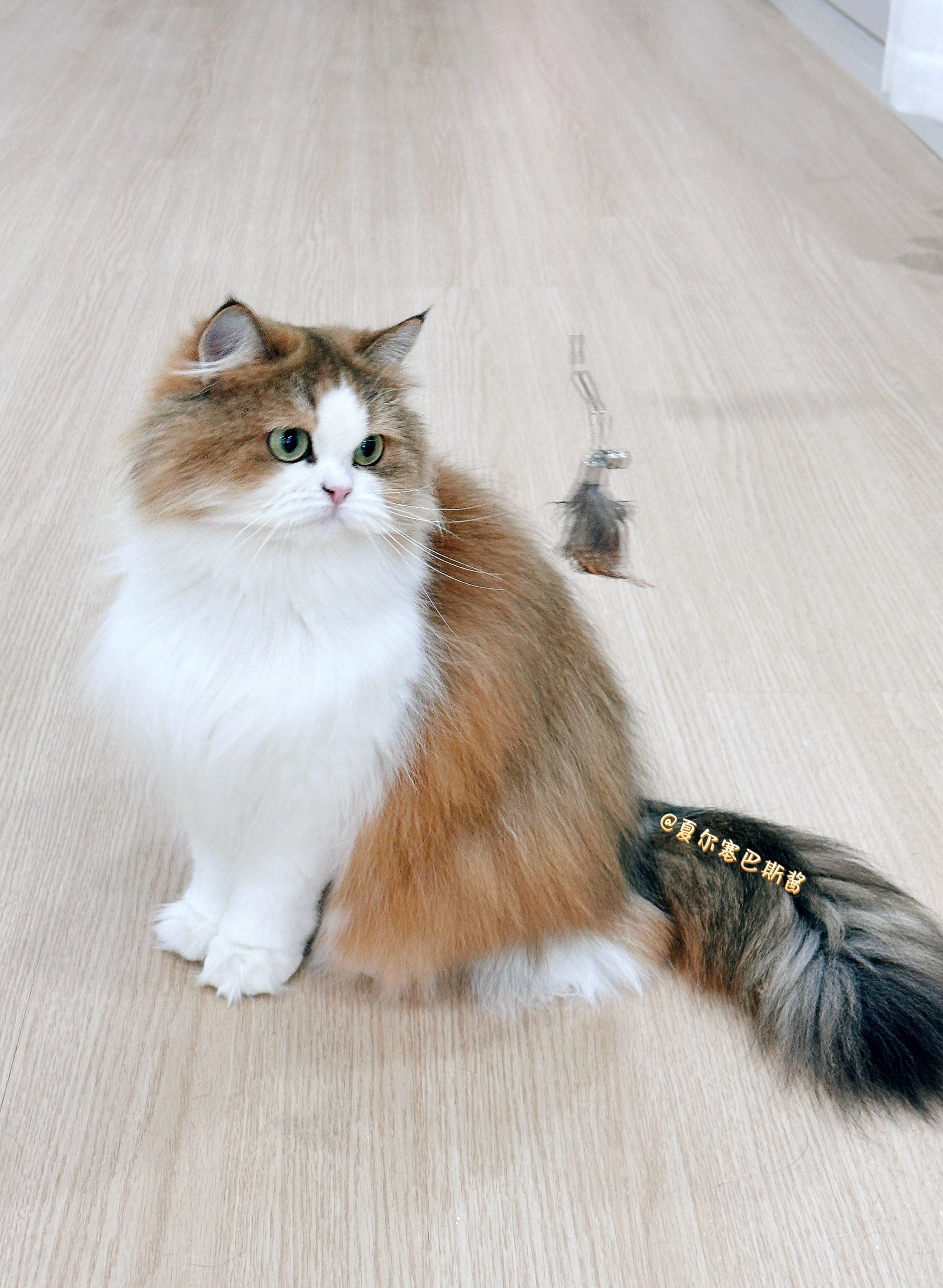 左滑单次撸宠不限时