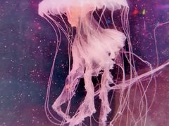 -苏州海洋馆