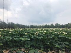 -蟹岛开饭楼