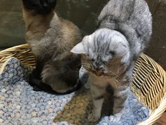 -猫友咖啡店(玉林西路店)