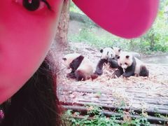 景点-成都大熊猫繁育研究基地