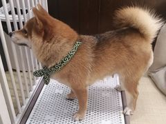 -逗柴咖啡屋·狗咖猫咖宠物桌游