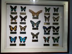 -上海昆虫博物馆