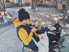 -柴犬高等学院·狗咖·柴犬售卖·宠物训练