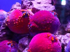 -青岛海底世界-水族馆