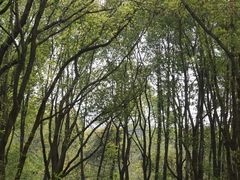 -昆山城市生态森林公园