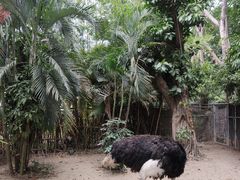 -广州长隆飞鸟乐园