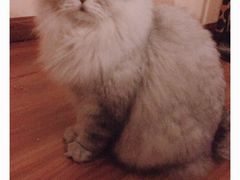 -猫友咖啡店(玉林西路店)