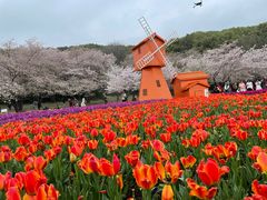 -苏州上方山国家森林公园