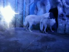 -芜湖新华联大白鲸海洋公园