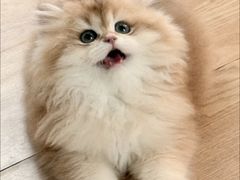 -lincat·猫舍(广州店)