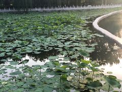 -莲花池公园