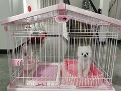 -翊宠yipet猫狗购宠庄园犬舍•猫舍