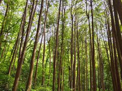 -波尔登森林公园