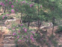 -石家庄市动物园