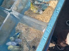 -中环花鸟鱼虫市场