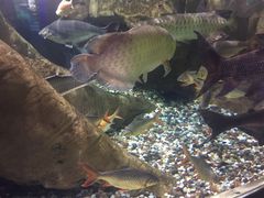-迪拜水族馆及水下动物园