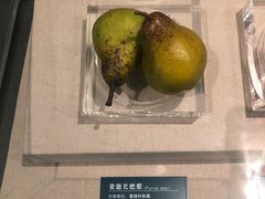 -青藏高原自然博物馆
