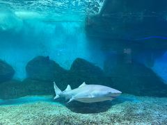 -泉城欧乐堡海洋极地世界