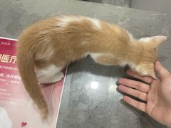 -四月宠物医院·猫专科·心脏专科·内科(转塘店)