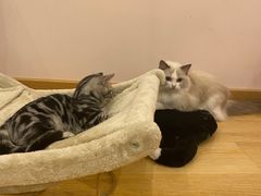 -猫咪派对(江南西店)