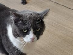 -是阿柴呀！柴犬咖啡·爱喵喵猫咖