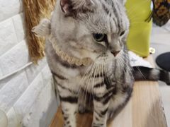 -平行世界·猫咖(首经贸店)