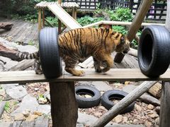 -广州长隆野生动物世界