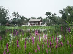 -西海子公园