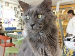 -平行世界·猫咖(首经贸店)