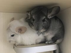 -龙猫仔乐园(惠福东路店)