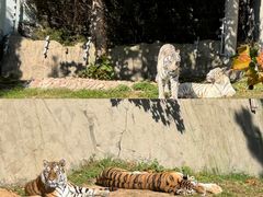 -西霞口神雕山野生动物世界
