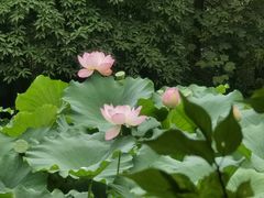 -成都杜甫草堂博物馆
