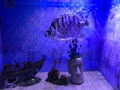 -芜湖新华联大白鲸海洋公园