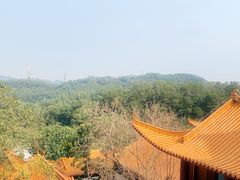 -深圳仙湖植物园