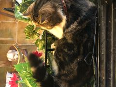-李小姐の猫咖啡馆(五角场店)