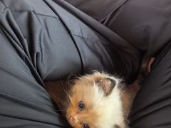 -楼上猫咖(罗湖店)